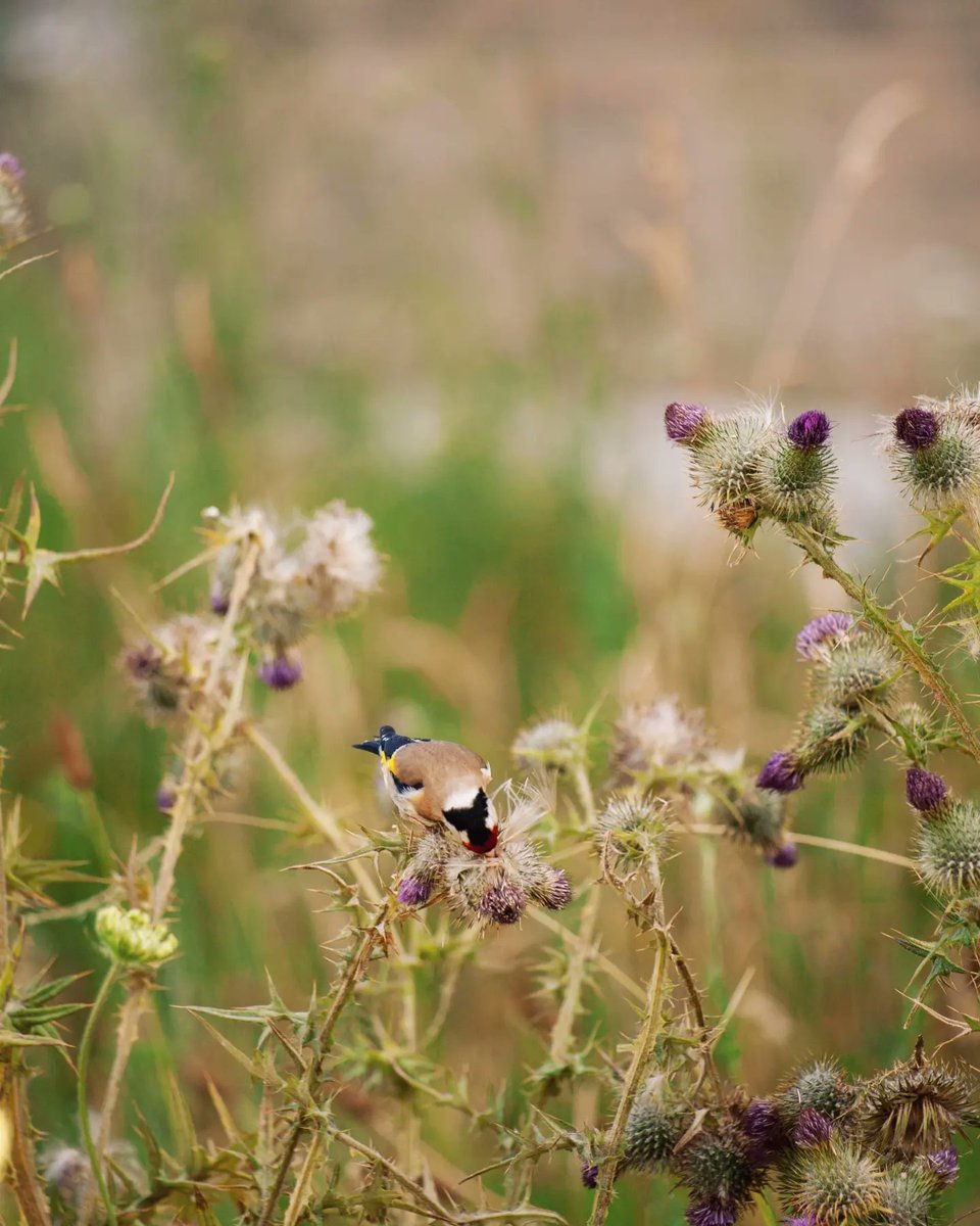 Sustainability at Lincoln tweet media