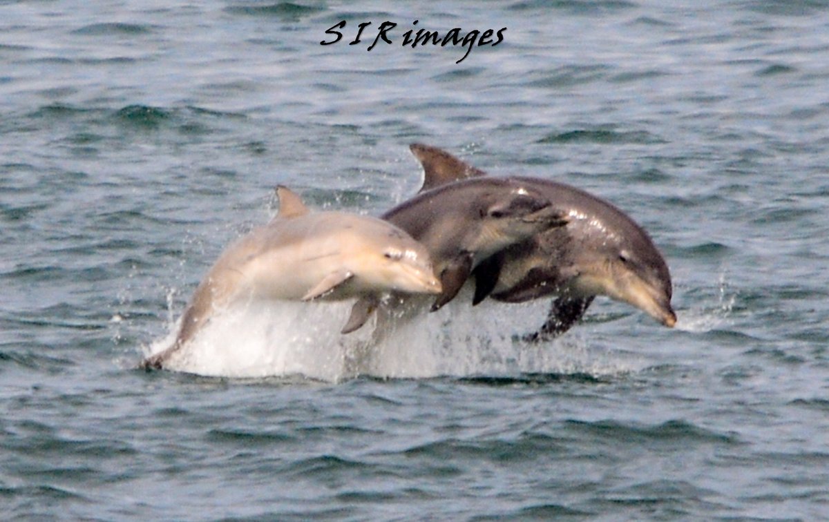 Bottlenose dolphins. Threes a crowd. #TwitterNatureCommunity #TwitterNaturePhotography #newbiggindolphinwatch #rokerpier #northeastcoast #rokerpier #wildlifephotography #calf #bottlenosedolphins