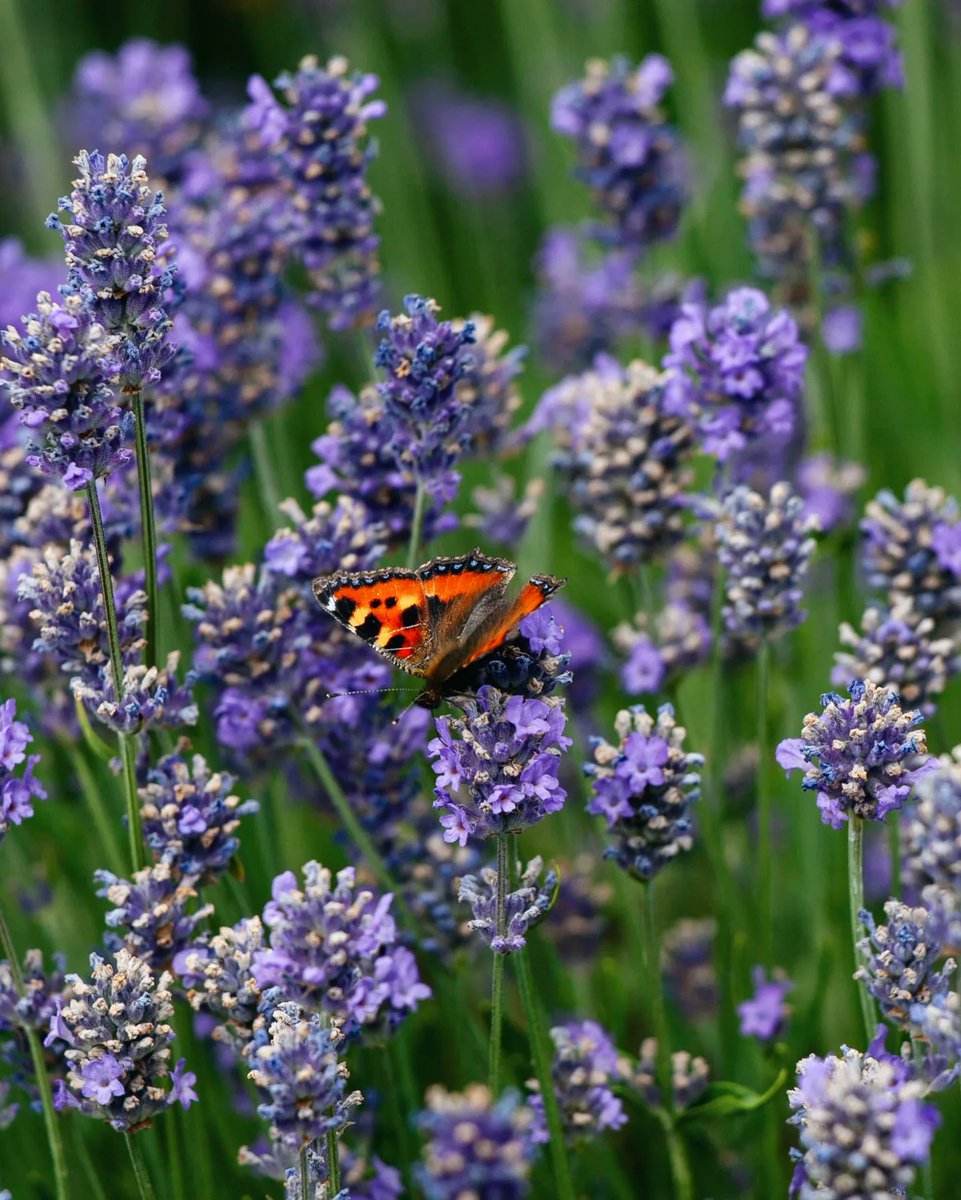 Sustainability at Lincoln tweet media