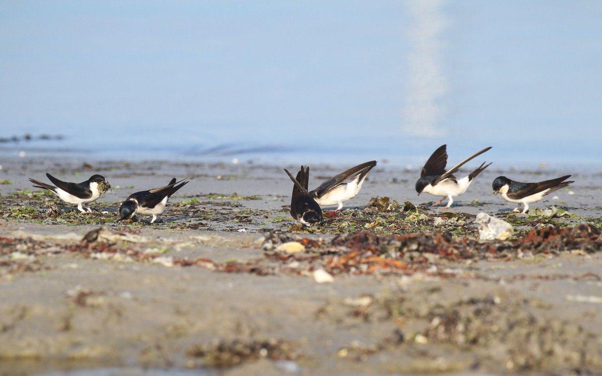 Busy scenes on the harbour beach early this morning, with up to 15 House Martins racing back and forth to gather beakfuls of material from the strandline. Presumably this seaweed makes a cosy nest lining?