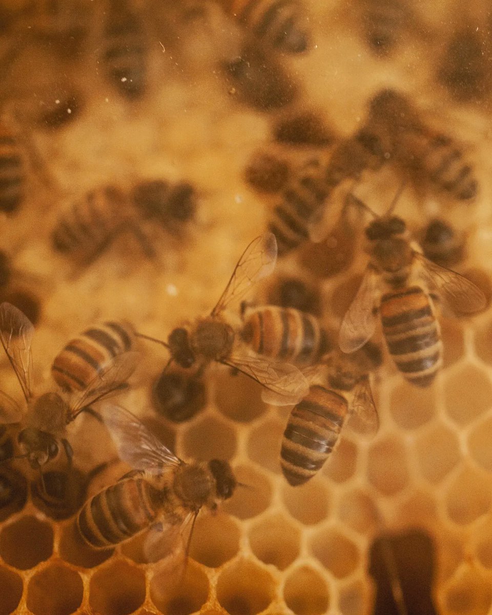 Sustainability at Lincoln tweet media