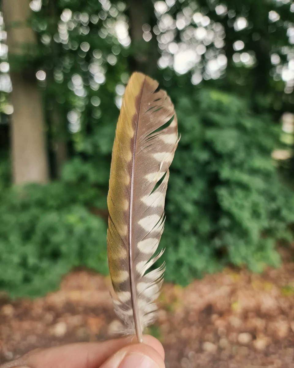 Sustainability at Lincoln tweet media