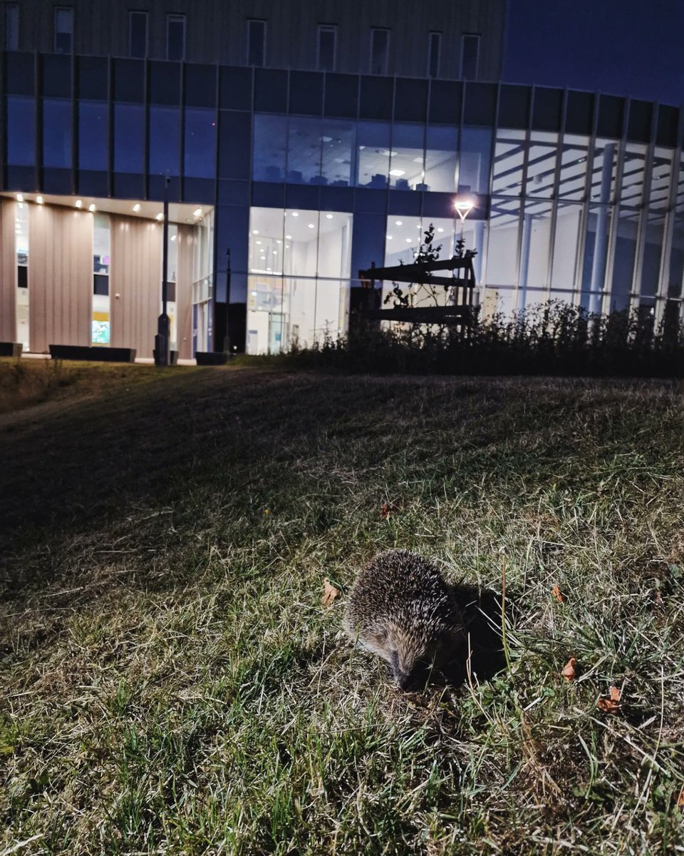 Sustainability at Lincoln tweet media