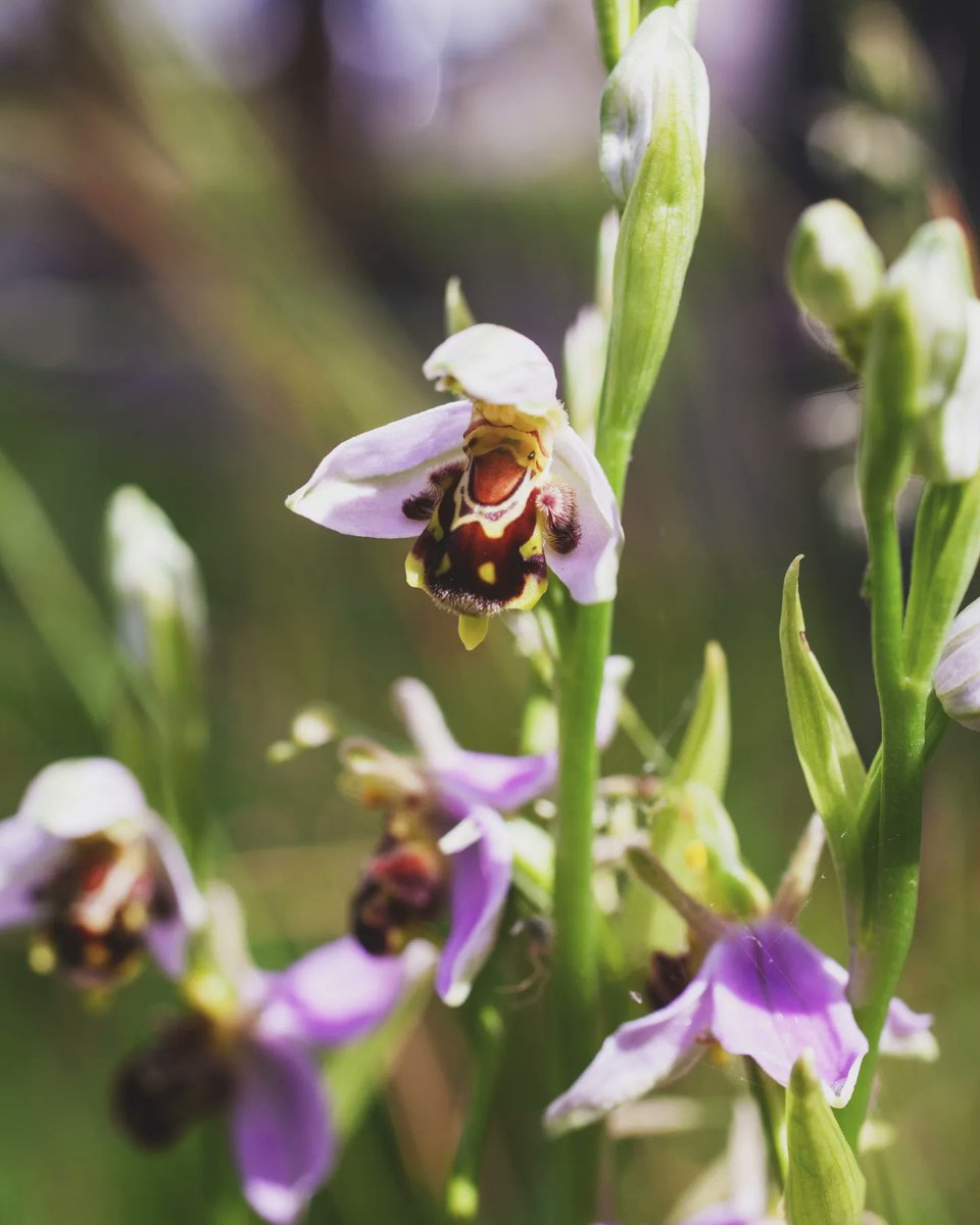 Sustainability at Lincoln tweet media