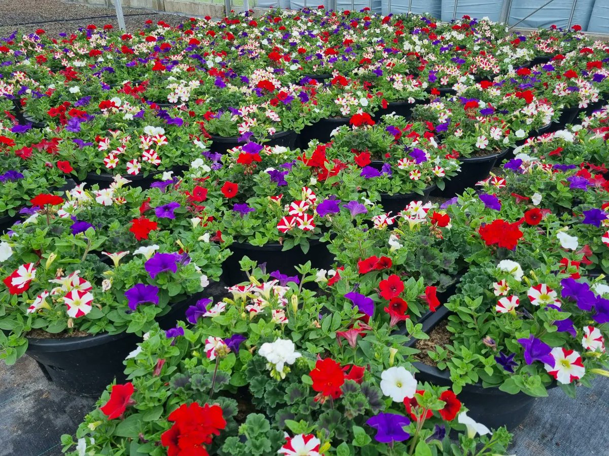 ChansonFlowers's tweet photo. Containers refilled for Mablethorpe and Sutton Town Council 🔴⚪️🔵

#planters #redwhiteandblue #mablethorpe #suttononsea #plants #flowers https://t.co/L9Z85oC8A3