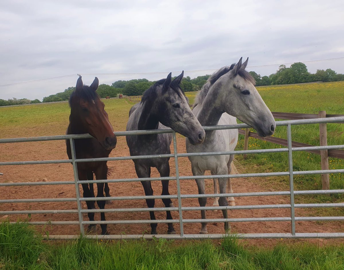 The boys Protektorat , L’eau du sud and Ittack Blue on their holidays. @DSkeltonRacing @harryskelton89 @bridgeandrews #racehorses #Grade1winner #betfairchase