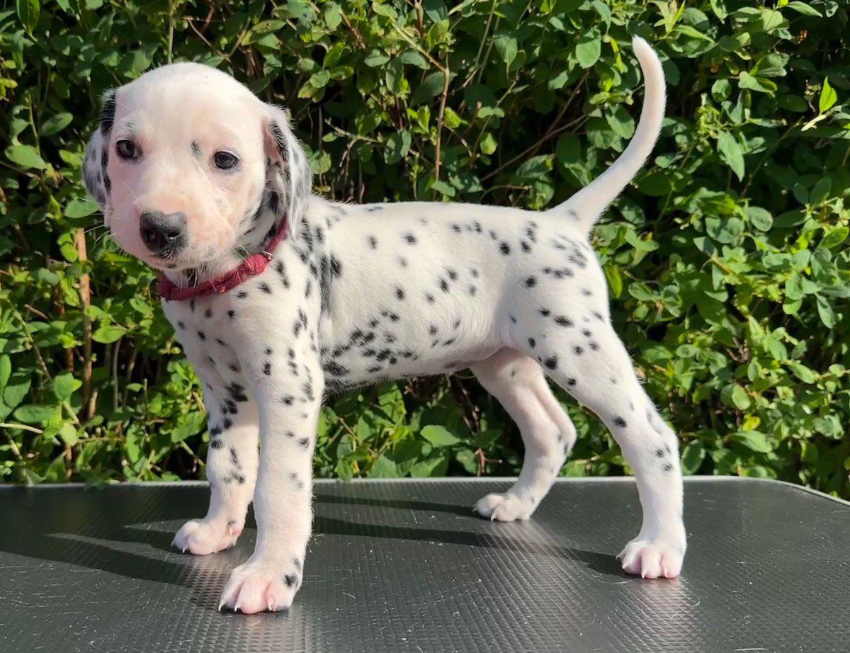 Hoomans, can you help me get 101 likes & shares? If you really really like me, then message my house slaves 🐾👀🏡 #Dalmatian #PuppiesOfTwitter #dogsoftwitter #PrideMonth2023