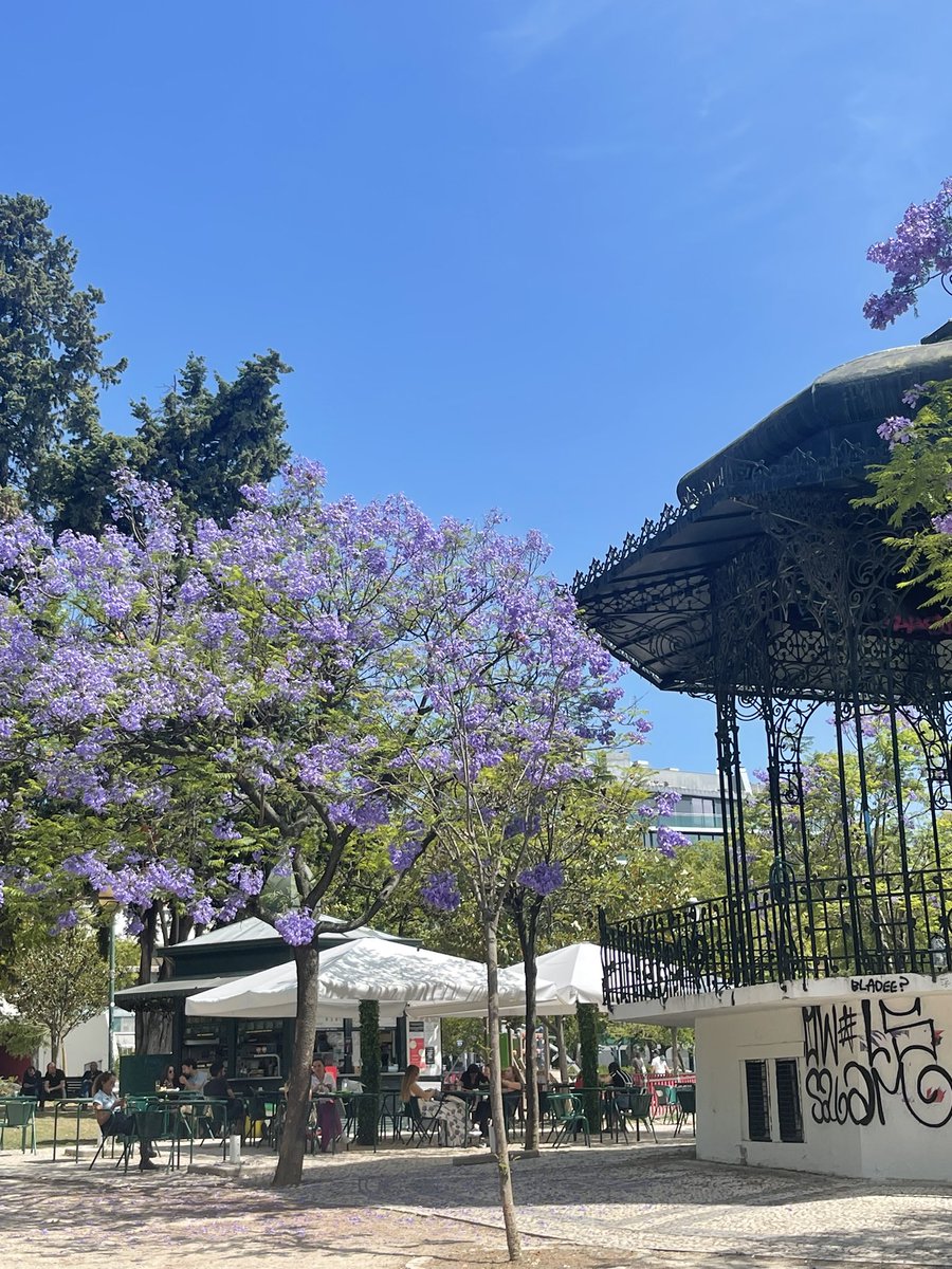 Quand ta semaine commence sous les jacarandas de Lisbonne #lundifleuri