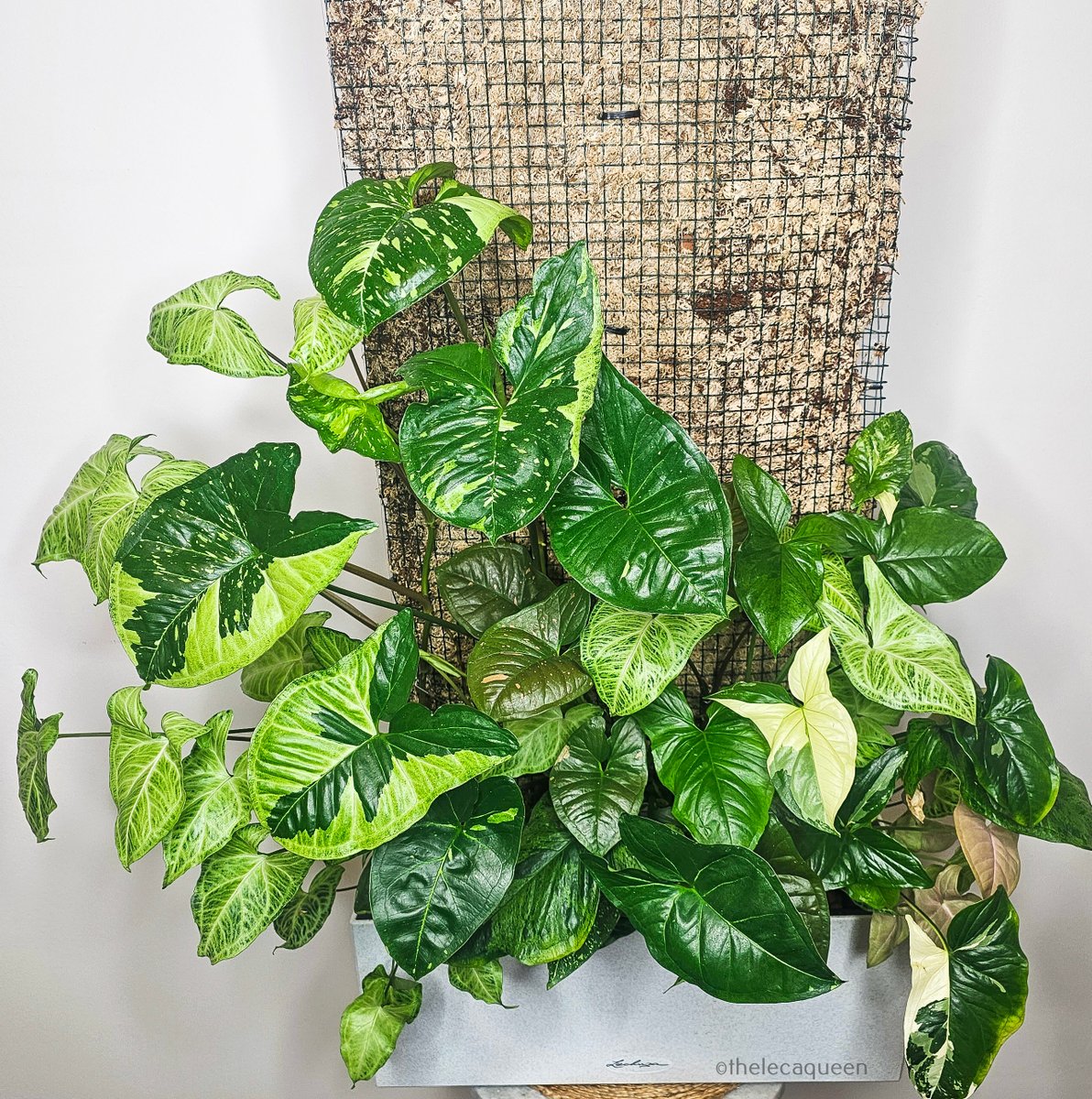 TheLecaQueen's tweet photo. 🌿 Thriving in green elegance! 🌿✨ Behold, my stunning Syngonium Moss Wall, a botanical masterpiece that brings a touch of enchantment to my space. 🌿🌱
#syngonium #syngoniummosswall https://t.co/EGwQqWcvsr