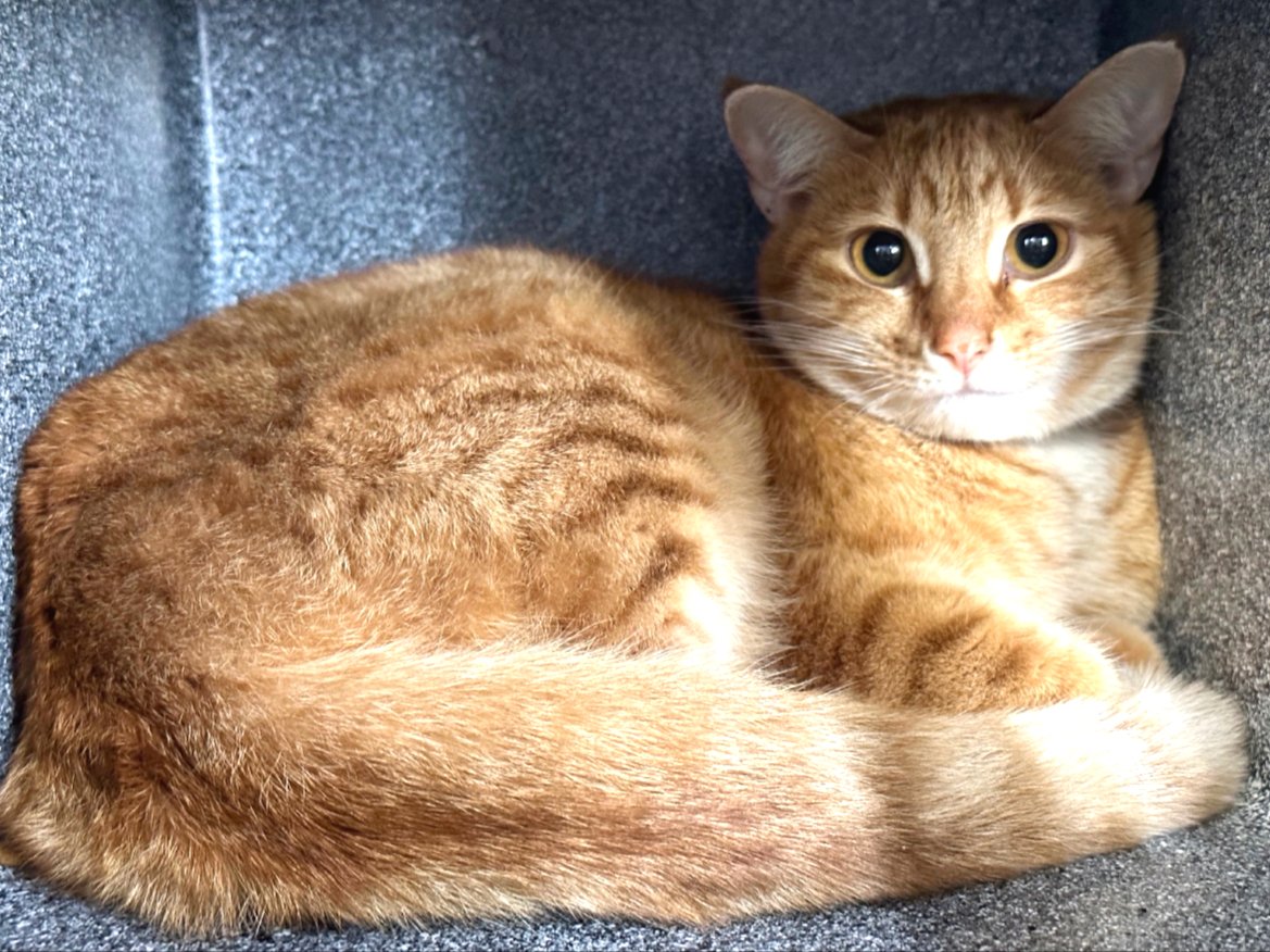 NYCDEATHROWCATS's tweet photo. Carrot was brought in as a stray, found in an empty apartment. She is a beautiful cat that is in need of a loving home.
https://t.co/RhCffQj8Dr https://t.co/WSkXmUwQIM