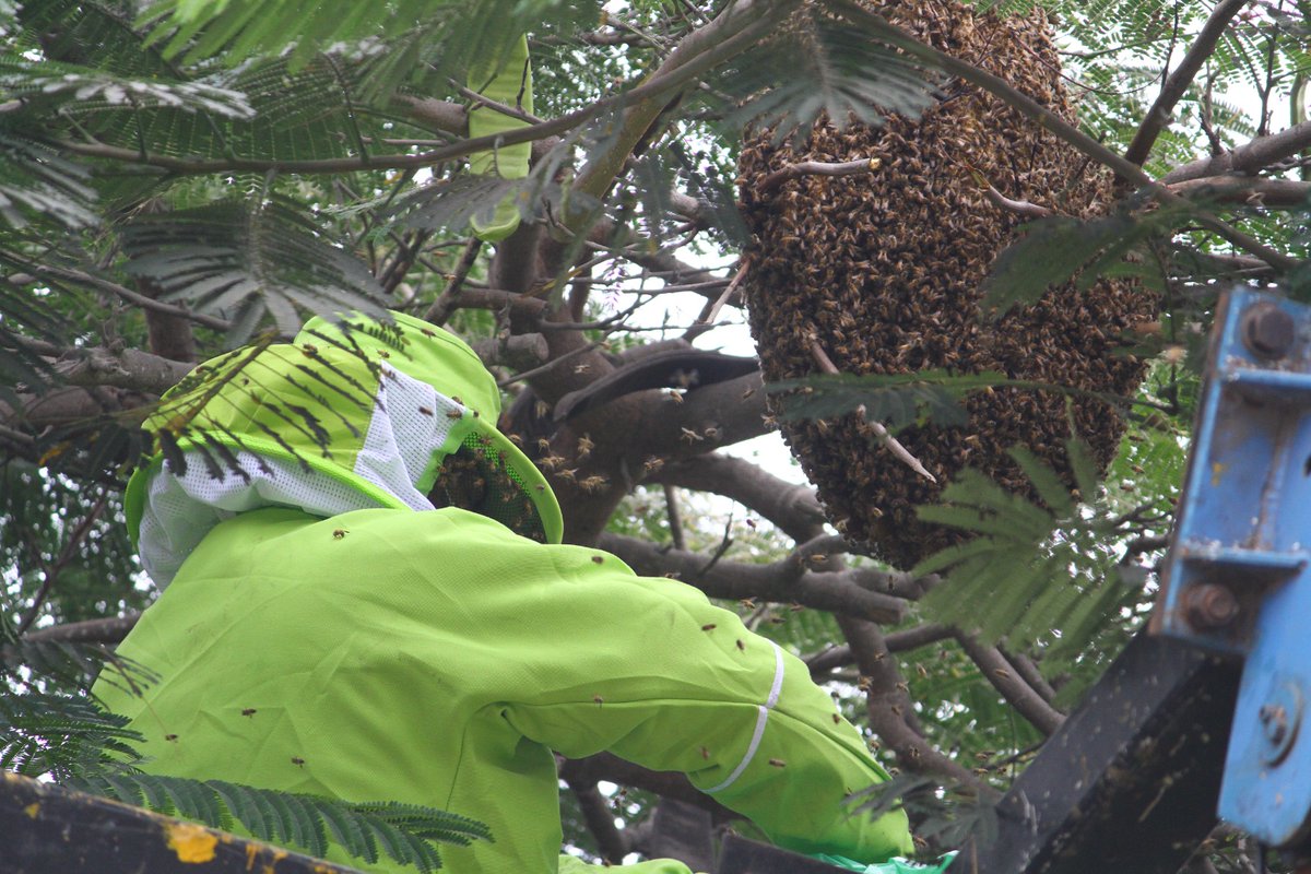 Municipalidad de Santiago de Surco tweet media