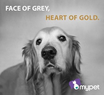 Face of Grey, #Heart of Gold

#Dogs #Dog #HeartOfGold #AdoptASeniorDog #AdoptDontShop #BestFriend #DogsAreLOve