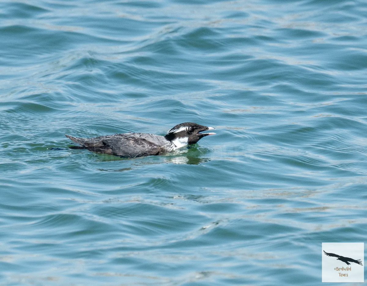 birdwildtours's tweet photo. A few days ago, Roland Bekker observed this specimen of Ancient Murrelet, a seabird whose distribution area goes from Japan to Alaska. We could not miss this opportunity and we were able to enjoy this small alcid in the company of other birdwatchers!

https://t.co/pNvLNBeqJ4 https://t.co/iwj68yq0RK