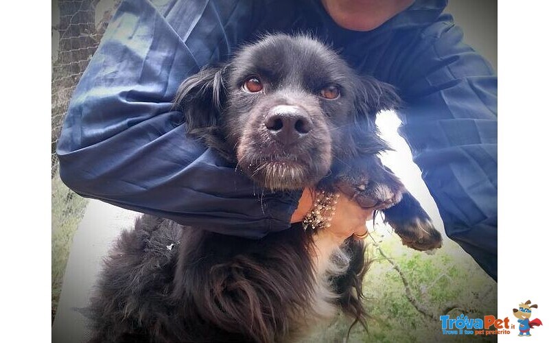 #AltraRazza maschio  in adozione a #Latina