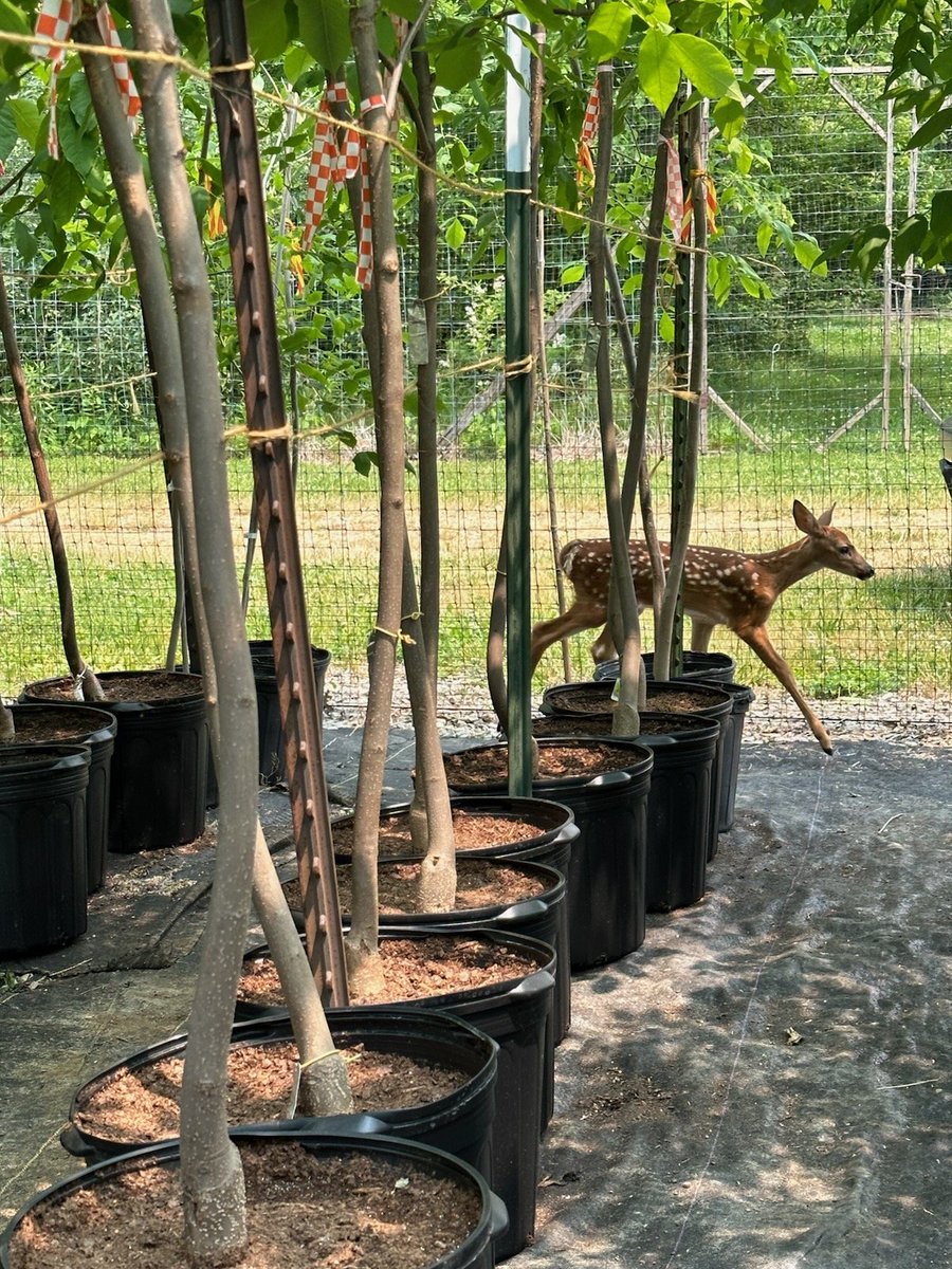 Had a visitor in our nursery today. Guess we need to expand our definition of "nursery." Photo by intern Liz, who was able to safely guide the very scared little fawn out without damage to fence, trees or the baby 🦌