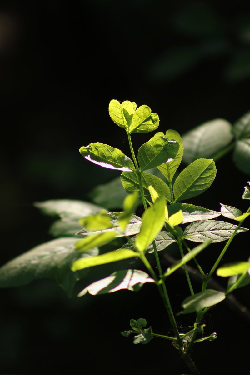 A few other pieces of flora for ya..

#wildflowers #wildflowerphotography #plants #leafygreens #morningadventures #morningphotography #morninglight