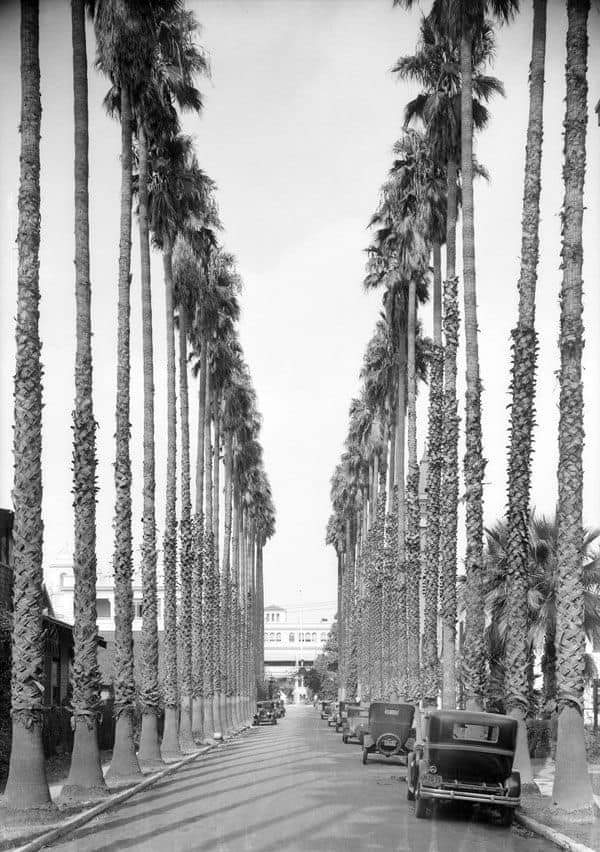 #palmtrees driveway