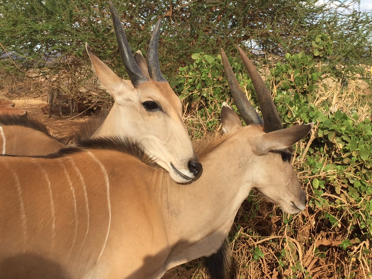 B1GFoundation's tweet photo. Celebrating #WorldEnvironmentDay2023 with memories of a past Kenya trip: two orphaned eland calves being rehabilitated to the wild. Looking forward to the next visit. @SheldrickTrust #wildlifeconservation https://t.co/ATM0CrEXif