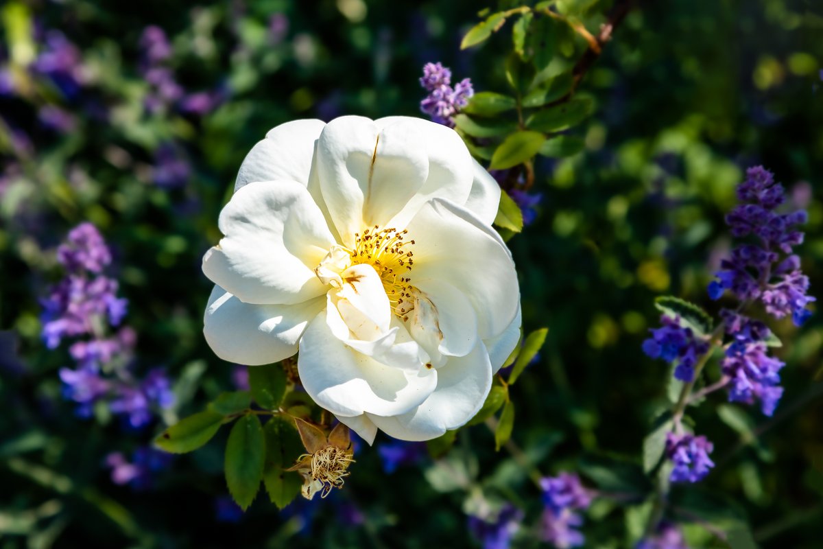 Polesden Lacey, Surrey, Surrey Hills, blossom and roses coming along 05 06 2023. #blossomwatch #nationaltrust #surreyhills #SURREY