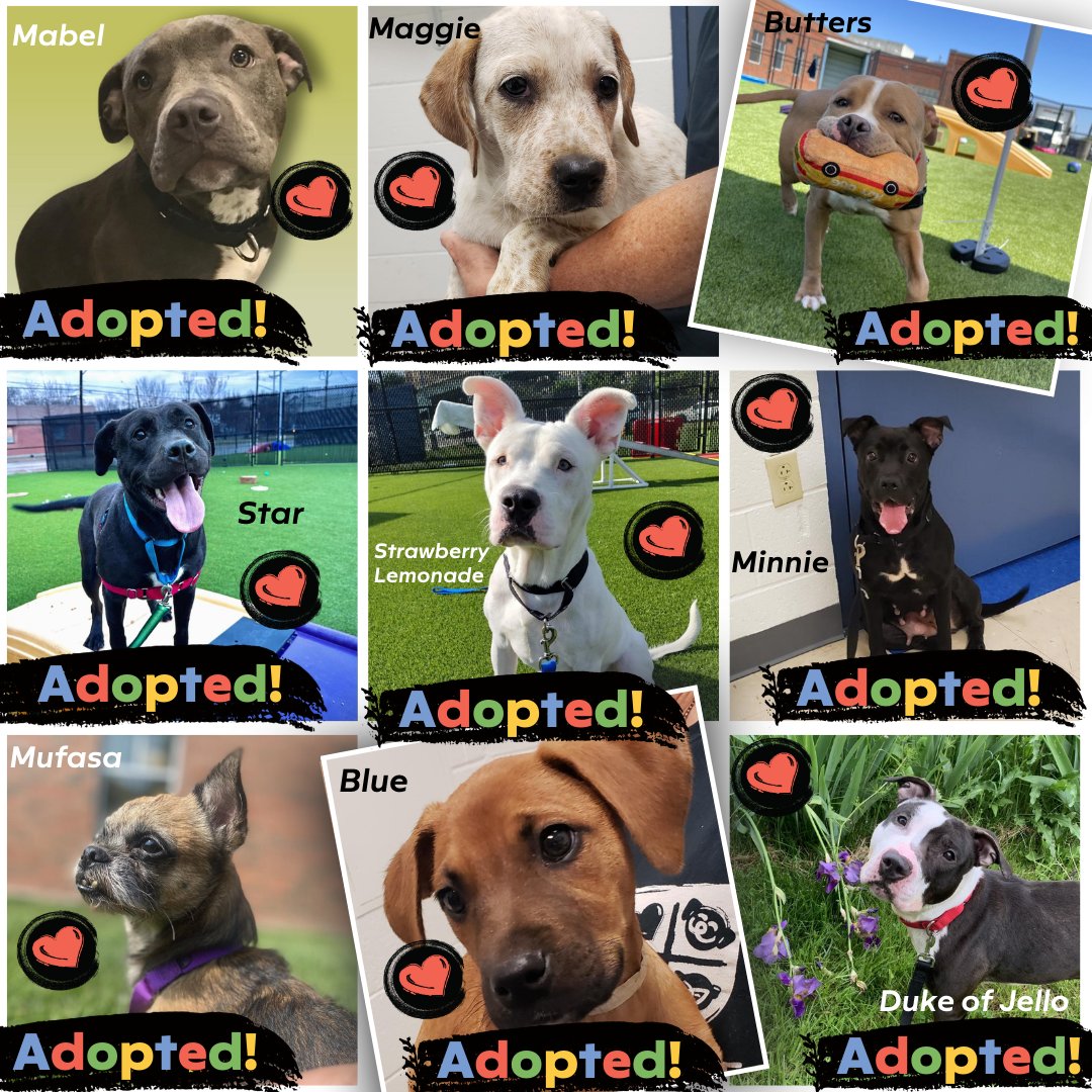 HARPSavesLives's tweet image. Thank you, Pittsburgh! This past weekend, more than 85 animals from HARP found furever homes. We are so thankful for the support from our community and the loving families who have made this possible. HARP &amp;amp; Animal Friends encourage you to #adoptlocal. #pittsburgh #harpsaveslives