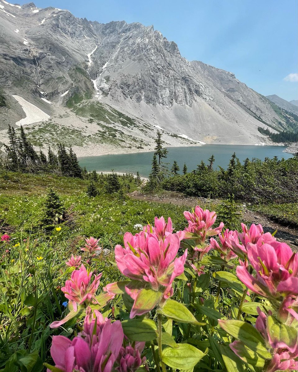 Tourism Canmore Kananaskis on Twitter "Wildflower season is right around the corner in Canmore