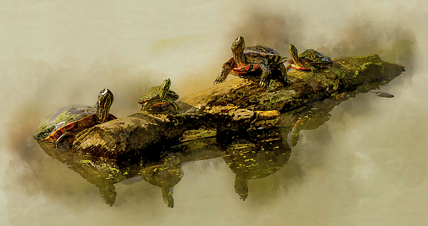 New artwork for sale! - 'Turtles On A Log' - fineartamerica.com/featured/turtl… @fineartamerica