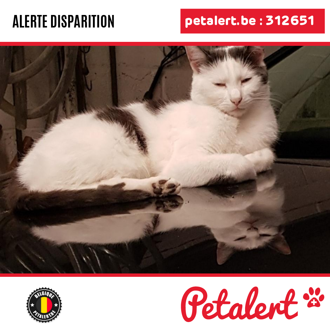 petalert_be's tweet photo. Disparu #Chat #Hainaut #Soignies #Petalert  #PetAlertWHT / https://t.co/1uXTa9WIvU https://t.co/g9mGwRHkbS