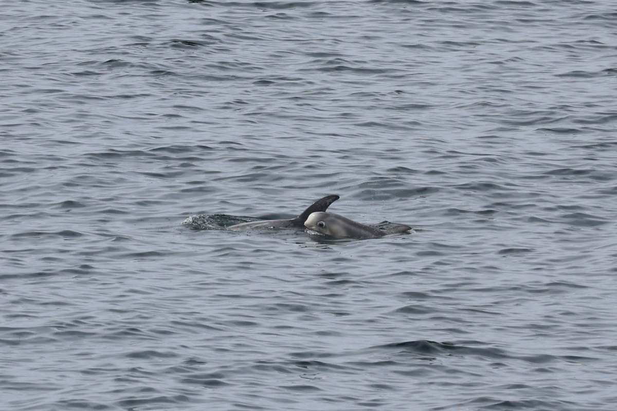 Risso's dolphin mother and calf passing by the cliffs at Yesnaby, Orkney today. Dreamy #WDCShorewatch conditions @whalesorg