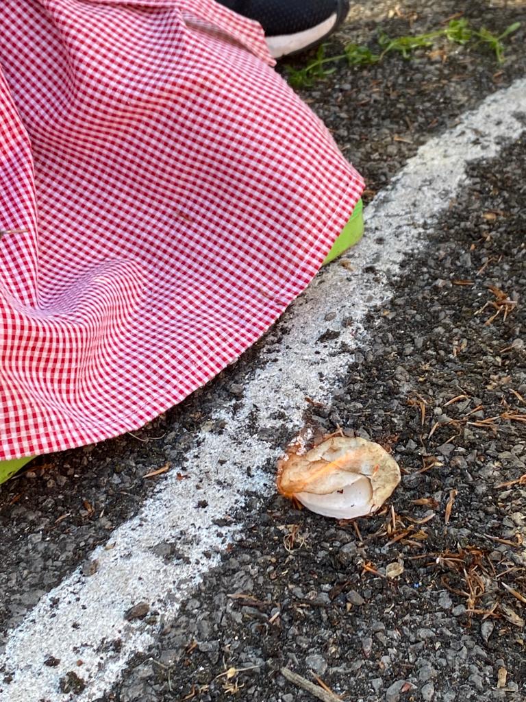 Howick Primary School tweet media