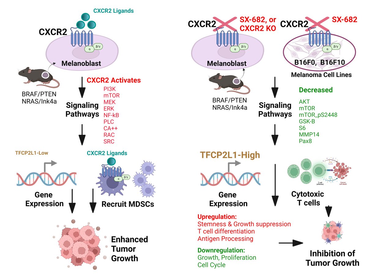 Chi Yan, Ph.D. (@chiyan2021) on Twitter photo Check out our paper just published in Molecular Cancer (Impact factor = 41.4), in which we show that CXCR2 expression during melanoma tumorigenesis controls transcriptional programs that facilitate tumor growth (doi.org/10.1186/s12943…)<a href="/VUBasicSciences/">Vanderbilt School of Medicine Basic Sciences</a> <a href="/VUmedicine/">Vanderbilt School of Medicine</a> Check out our paper just published in Molecular Cancer (Impact factor = 41.4), in which we show that CXCR2 expression during melanoma tumorigenesis controls transcriptional programs that facilitate tumor growth (doi.org/10.1186/s12943…)<a href="/VUBasicSciences/">Vanderbilt School of Medicine Basic Sciences</a> <a href="/VUmedicine/">Vanderbilt School of Medicine</a>
