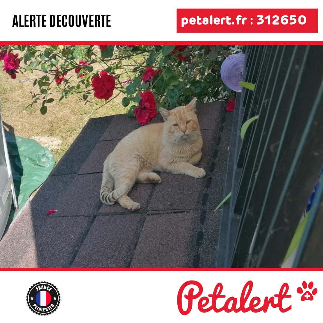 Trouvé #Chat #SeineEtMarne #LaFerteSousJouarre #Petalert  #PetAlert77 / p3t.co/pHfJa