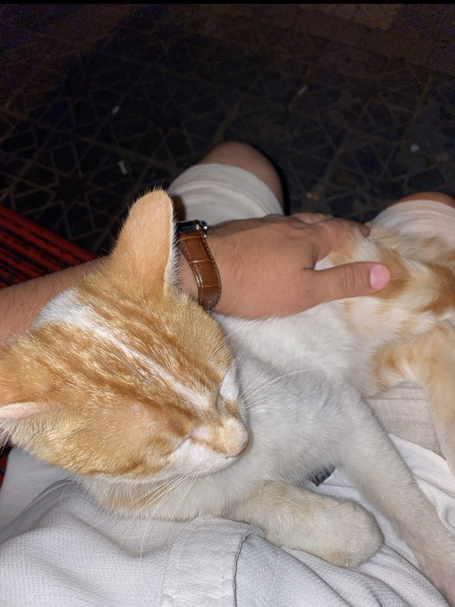 Düz kedi 🐈‍⬛ candır diğerleri çakma Rolex  gibi bişey .