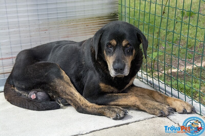 #AltraRazza femmina  di 15 anni  in adozione a #Chioggia
