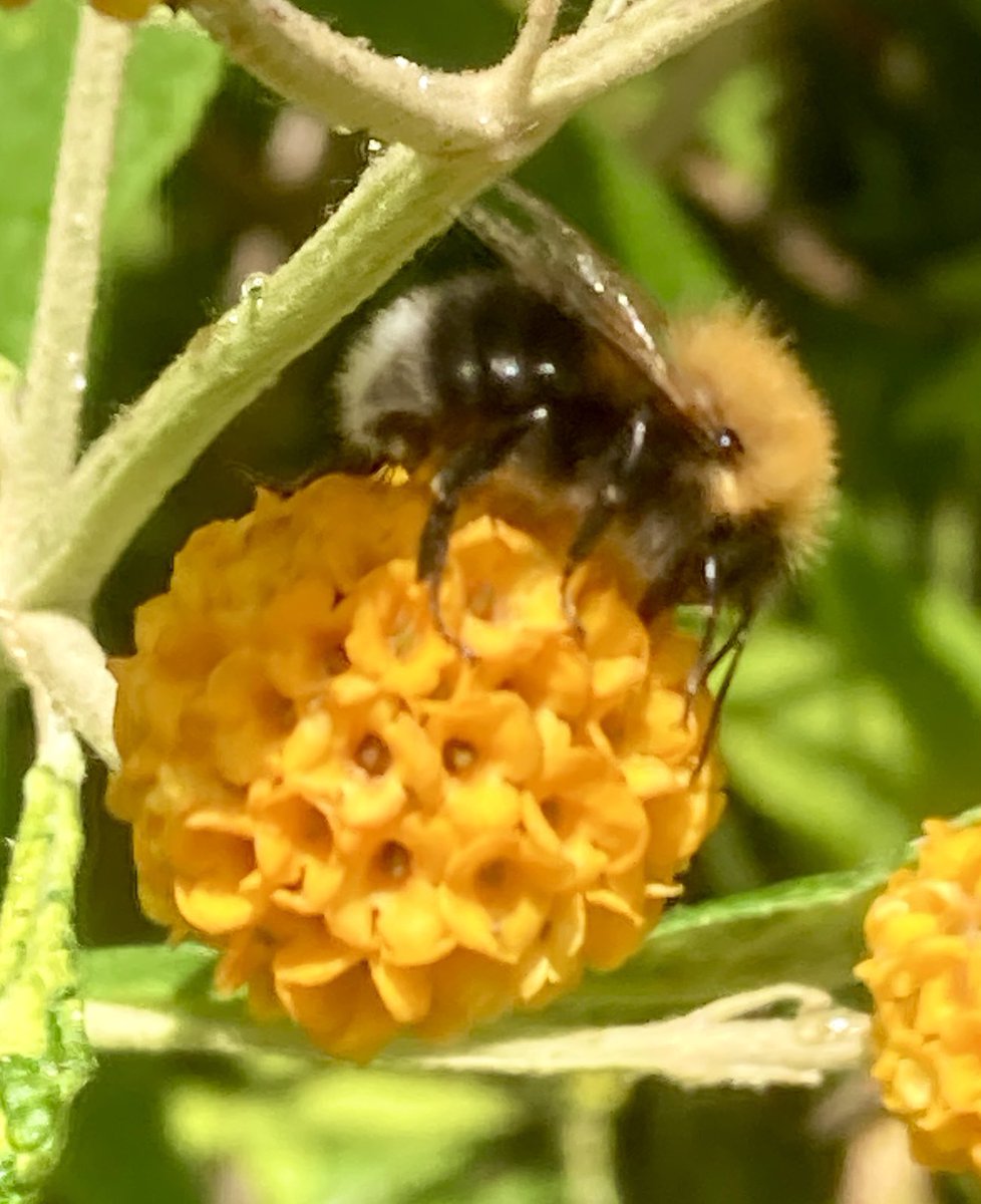 Lot’s of bumblebees about today particularly on bramble flowers. Also saw an Early bumblebee (left photo) and Tree bumblebee (right photo)  on this orange Buddleja growing by the river near Ham Street car park <a href="/BumblebeeTrust/">Bumblebee Conservation Trust</a> @WildLondon <a href="/ham_lands/">Friends of Ham Lands</a>