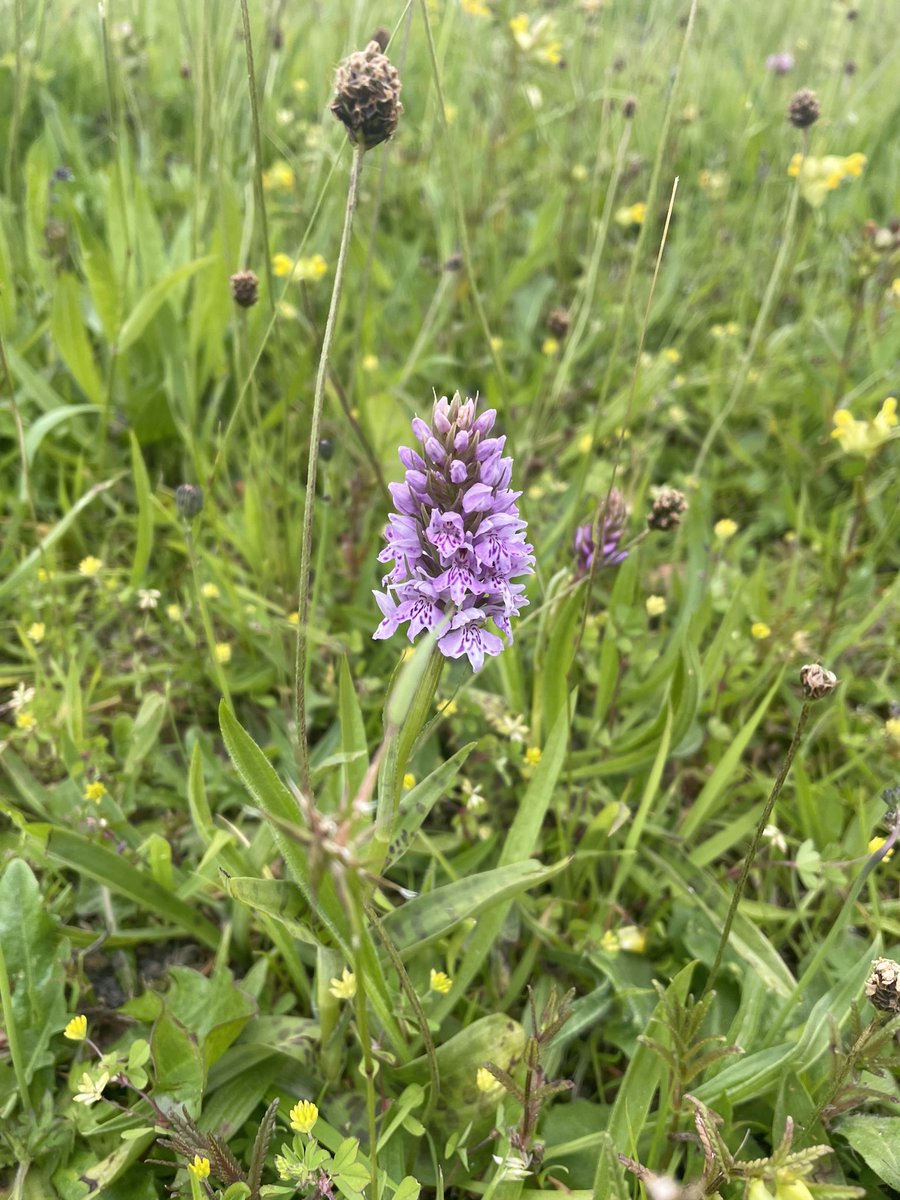 @Glyndle Gorgeous! Off orchid hunting on Roundway Down this week. Found lots in Pewsey Jones Mill last week