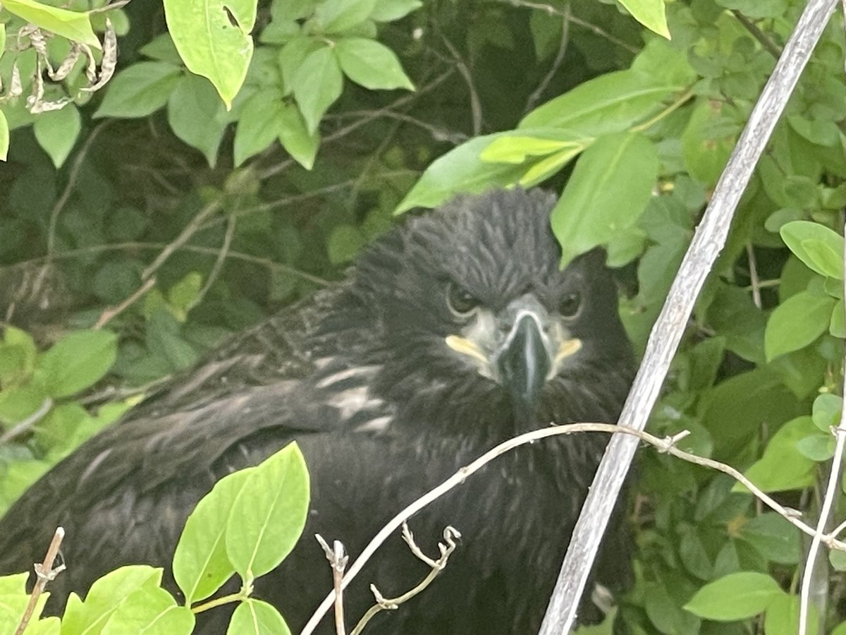 BREAKING:  A Bald Eagle nest with two eaglets is deliberately taken down in Nashville. Wildlife agents are on scene to save the eaglets.  I’m there as they also look for those responsible. Go to Nick Beres Nc5 on Facebook for exclusive details.