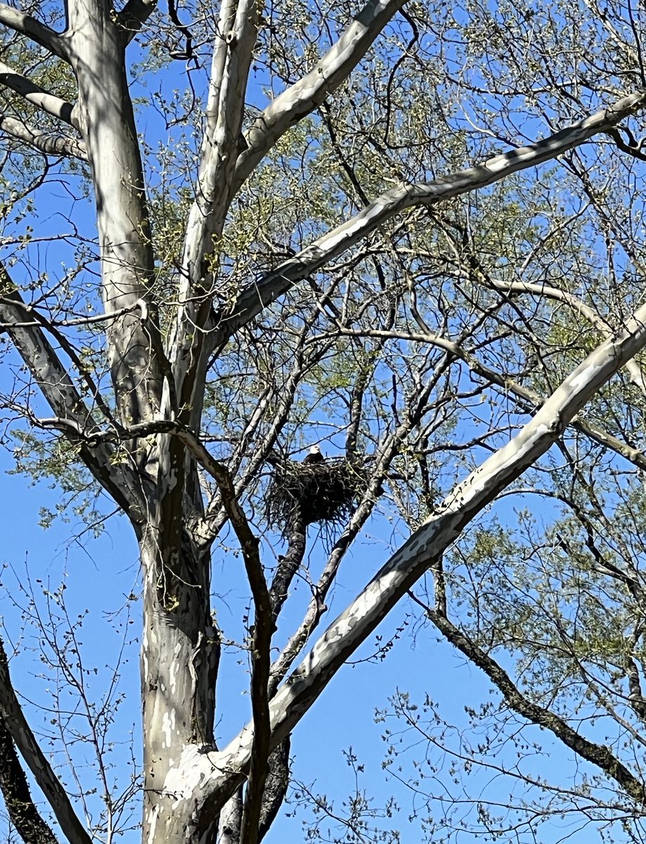 NC5_NickBeres's tweet photo. BREAKING:  A Bald Eagle nest with two eaglets is deliberately taken down in Nashville. Wildlife agents are on scene to save the eaglets.  I’m there as they also look for those responsible. Go to Nick Beres Nc5 on Facebook for exclusive details. https://t.co/NnUPWyHfJa