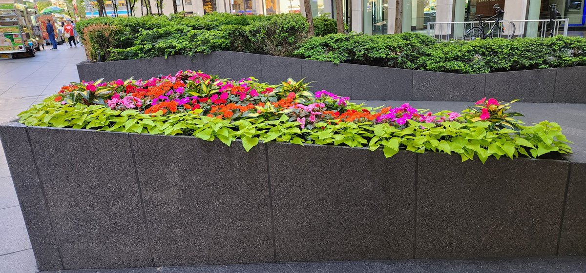 RoseleneDolce's tweet photo. Colorful flowering plants 💐 
#impatiens #coleus #petunias #iponoea #flowers #plants #flowerphotography #fleurs #impatien #petunia #flowering #plant #flower #photos #photography #NYC #streetphotography https://t.co/5u7XgGhR6M