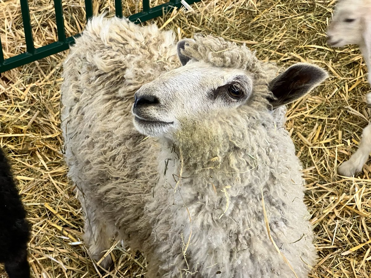 With the transhumanist (dis/u)topia looming over us, let's take a moment to appreciate these awesome sheep/alpacas that @underpressure and I hung out with at Fiber Fusion NW! 🐏