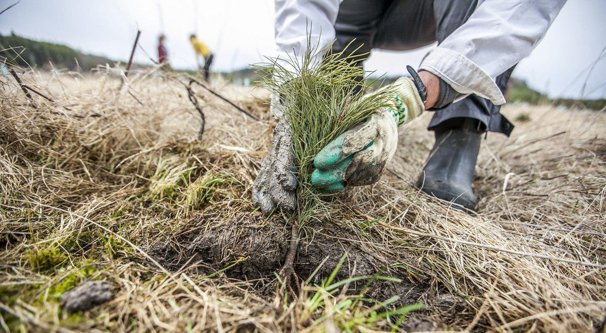 Millions of trees are cut down daily due to human activity. This has led to the deforestation of natural areas. Reforestation efforts are steadily regrowing forests! Learn about reforestation with Nature Lab. 
PC: @Erika Nortemann

nature.ly/3MN4Oq1  
#tncnaturelab #trees