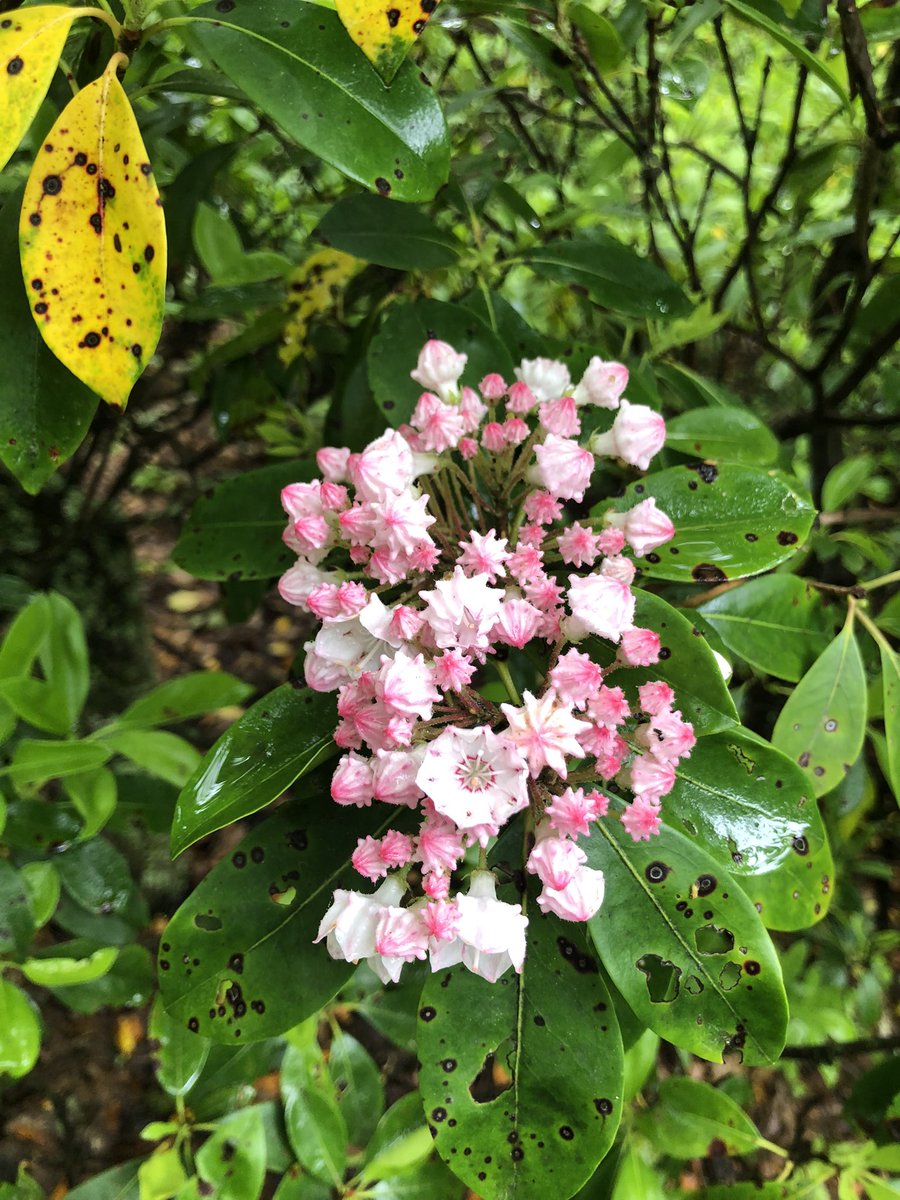 Enjoyed a foggy Sunday hike to Hawksbill Summit, the highest point in Shenandoah National Park. Happy to see the mountain laurel starting to bloom.

#shenandoahnationalpark #snp #virginiamountains #hikingshenandoah #hiking #gayhiker #mountainlaurel #vahikes #foggyhike