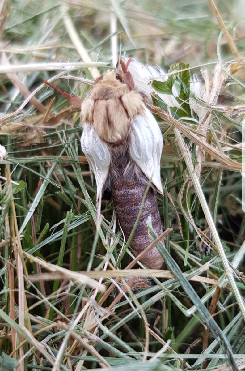 Saw a couple of moths in the garden today, looking for some ID help please... I'm thinking camomile shark and (freshly emerged?) ghost...?? 
@FalconerWild @joaniemac17 @savebutterflies @EdinburghNats
#30DaysWild #EastLothianWildlife