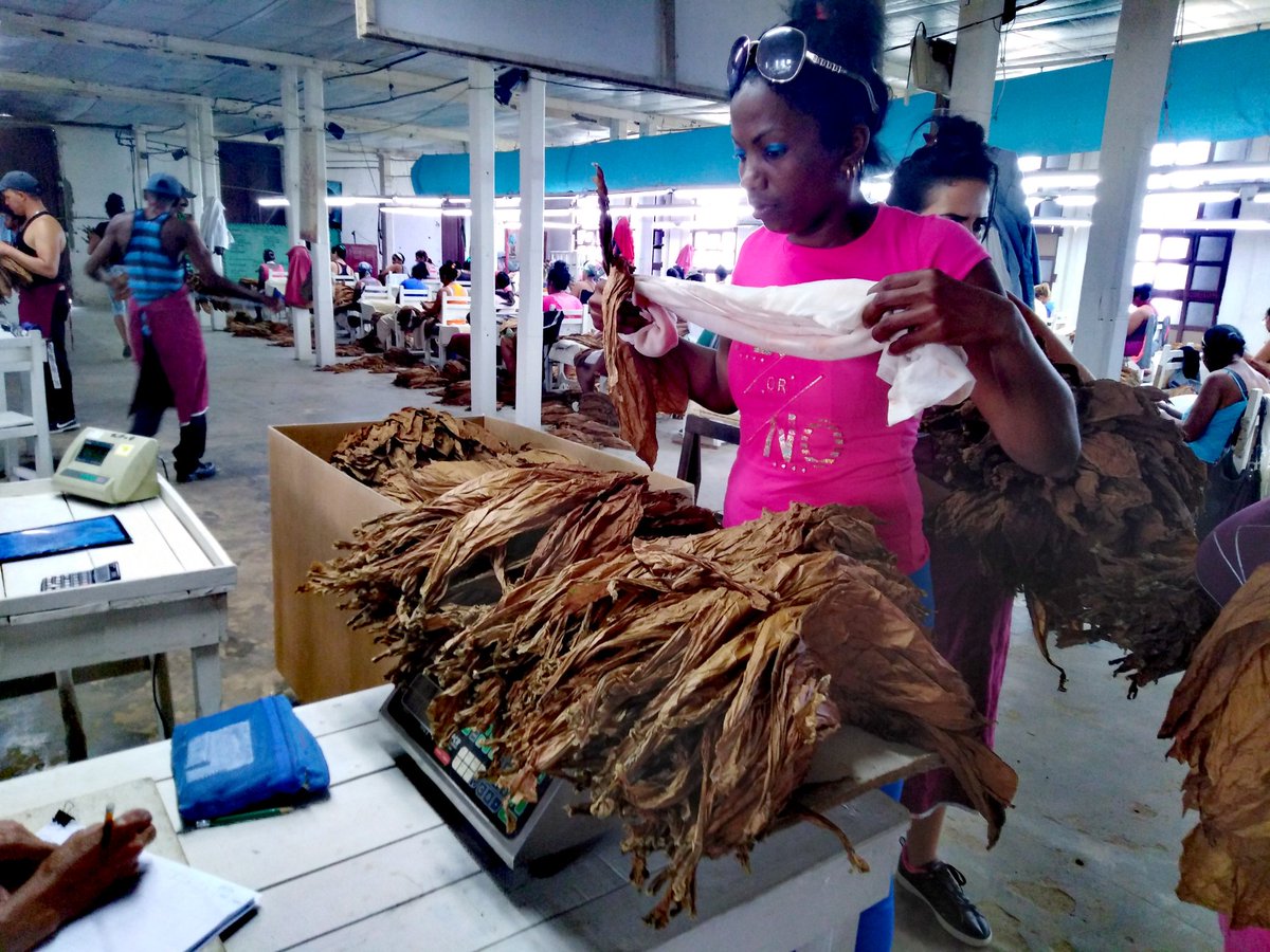abtsanluis's tweet photo. La UEB V-13-0, en #SanLuis, la más adelantada en el beneficio del #TabacoTapado de la presente campaña, con apenas el 33 % del tabaco andado, iguala la producción de #CapaDeExportación, en relación con la Campaña precedente y va por más. ‼️Si se puede‼️
#TabacalerosPorMas https://t.co/GIhDlQXOKt