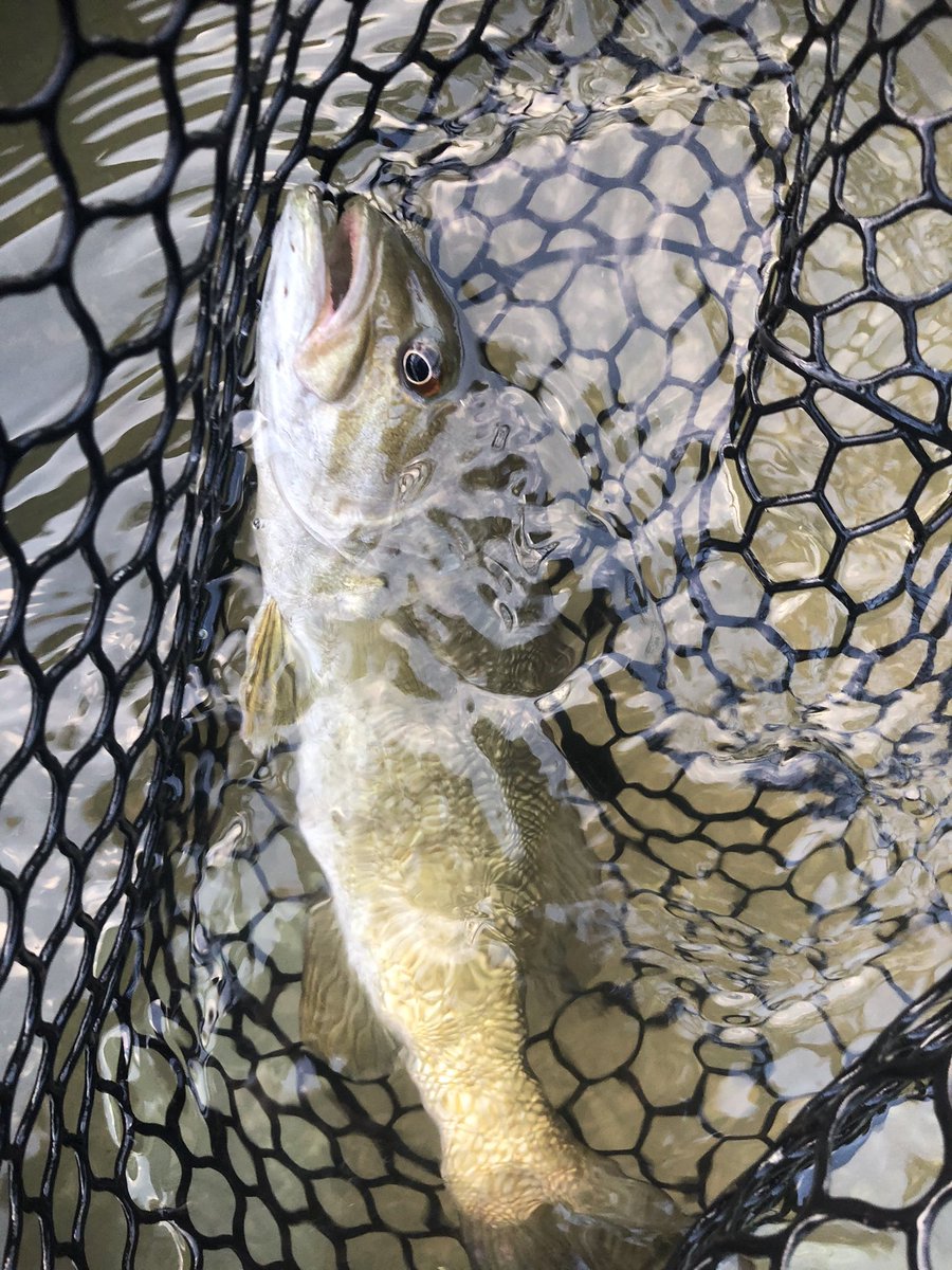 ABCFlyFishing tweet picture