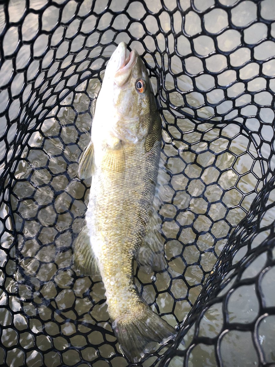 ABCFlyFishing tweet picture