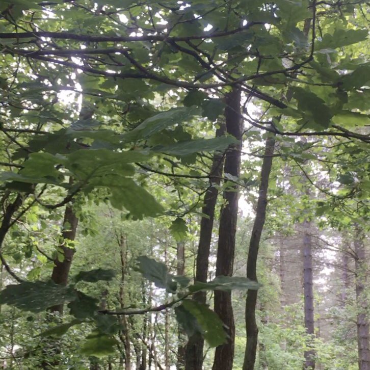 Emily Whiteley tweet media