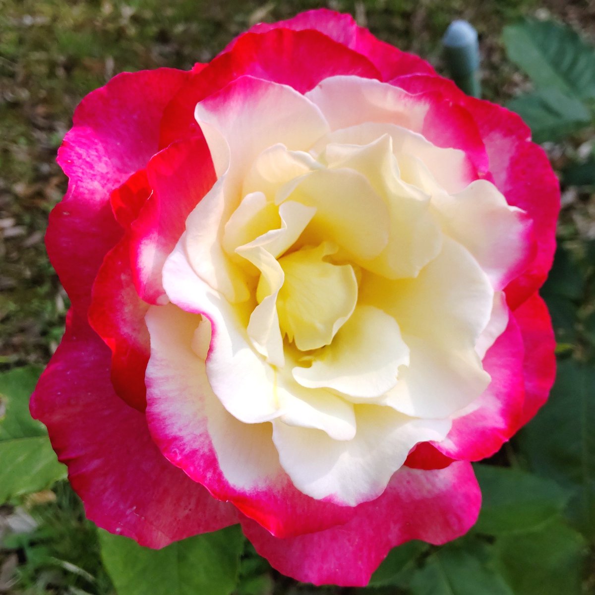 #花 0601 PHT23K