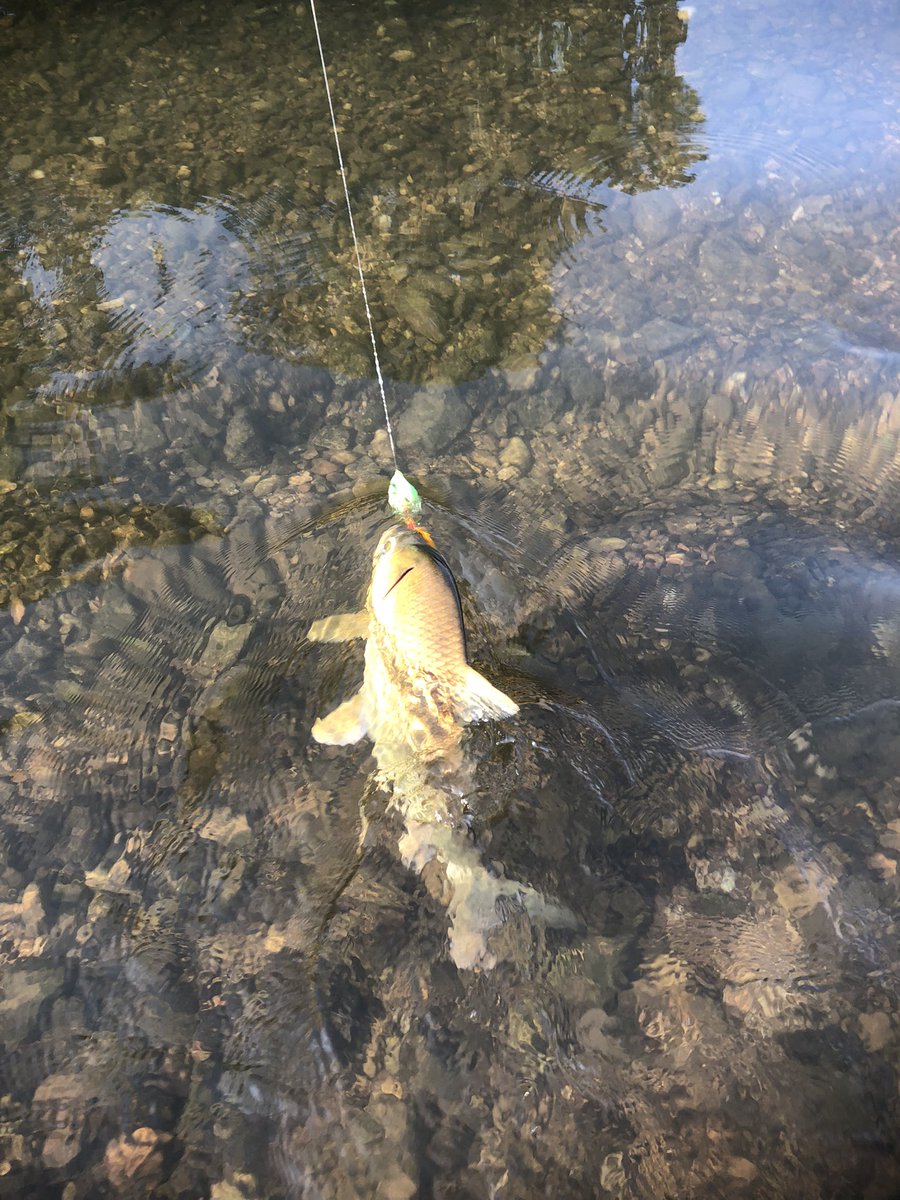ABCFlyFishing tweet picture