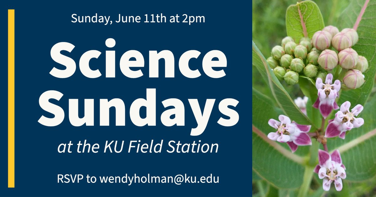 June Topic: Prairie Wildflowers June 11th at 2pm @ KU Field Station RSVP to Wendy (wendyholman@ku.edu) Event details: calendar.ku.edu/event/science_… #kufieldstation #lawrenceks #obfs #sciencesundays #getoutside