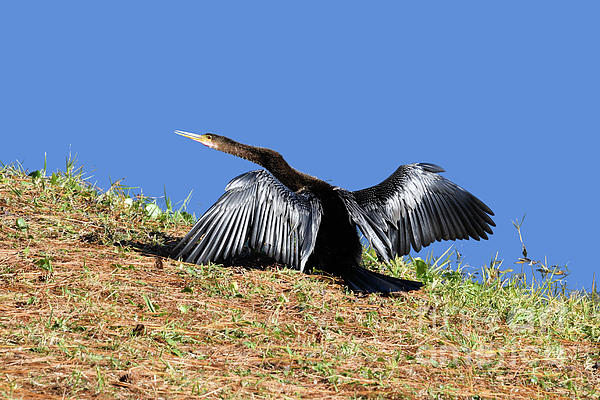 JohnStone996's tweet photo. New artwork for sale! - "Anhinga" - https://t.co/SlHsSVA2ST @fineartamerica https://t.co/GcI7JDNmNV